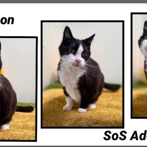 BONBON — Européen