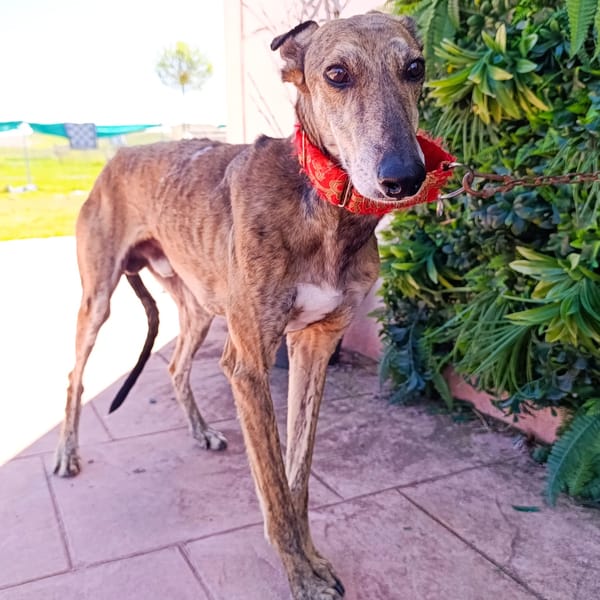 DONNY — Lévrier Espagnol