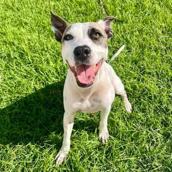 Hanae, femelle croisée berger née le 03/11/2023 🐶 — Croisé