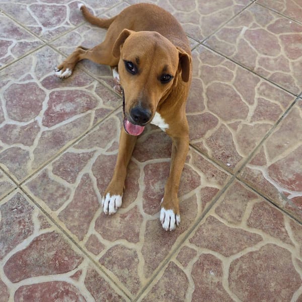 Frisky, Mâle, X Berger, né le 01/04/2025 🐶 — Croisé