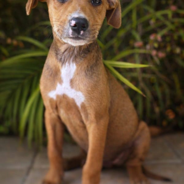 Miko, mâle, X Berger, né le 10/12/2025🐶 — Croisé