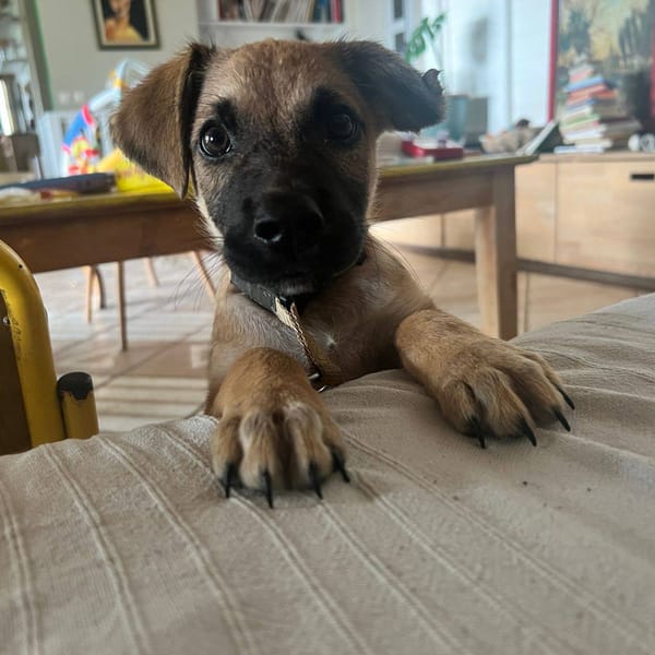 Baïko, Mâle, X Berger, né le 08/12/2025 🐶 — Croisé