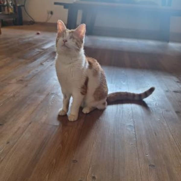 Zuhause gesucht für Lillyfee — Europäisch Kurzhaar