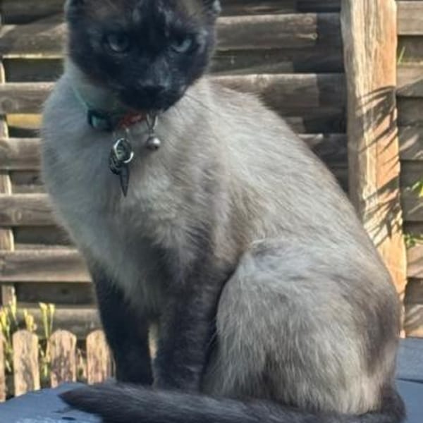 Yoki eine Bilderbuchkatze in Bayern — Siam