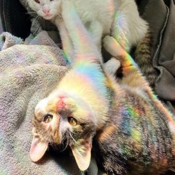 Cleo & Fina 💗 in 67655 Kaiserslautern — Europäische Hauskatze