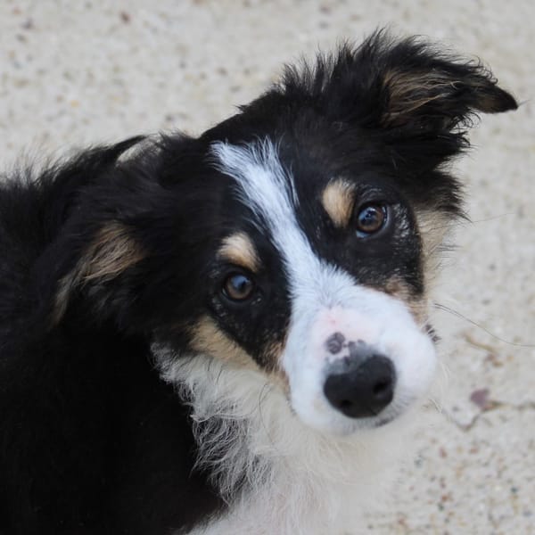 Attila — Border Collie
