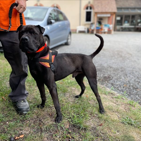 INDIANA — Croisé / Autre