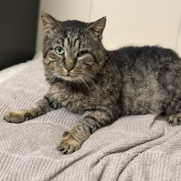 Magnum CAB4981 — Européen