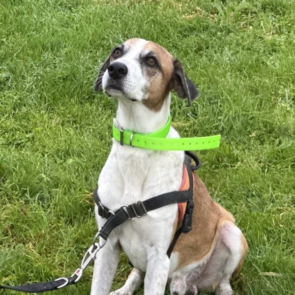 GALION — Croisé / Autre