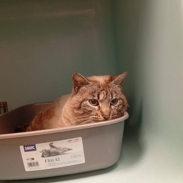 Capucin — Européen