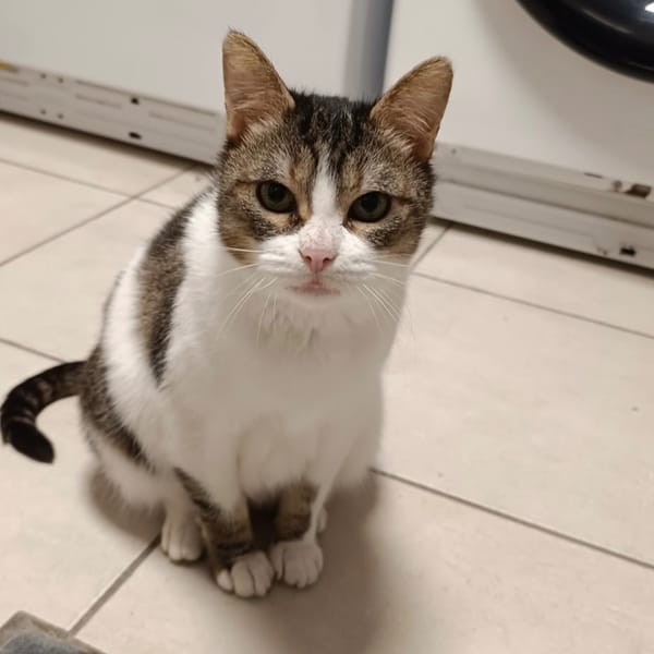 KALINOU — Européen