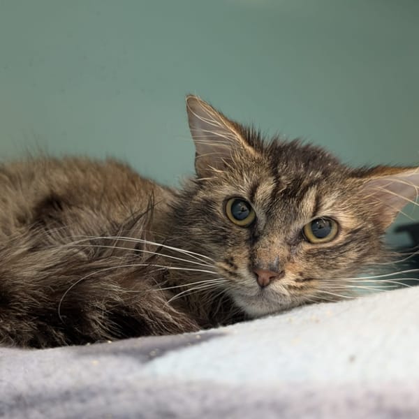 BIGMAC — Européen