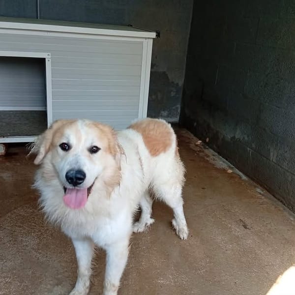 SKY — Montagne Des Pyrénées