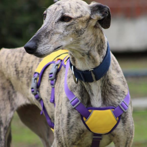 ALEJANDRA — Lévrier Espagnol