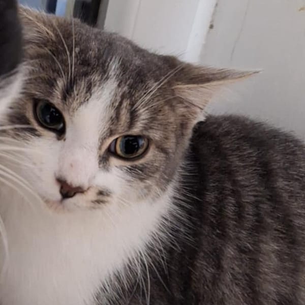 Eclipse — Européen