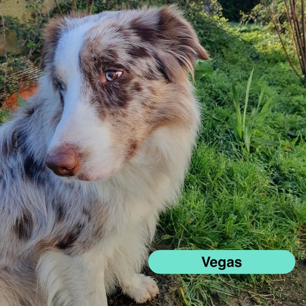 Vegas — Border Collie
