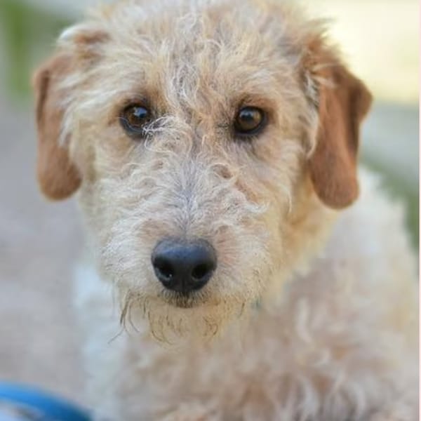 SAMY — Fox-terrier