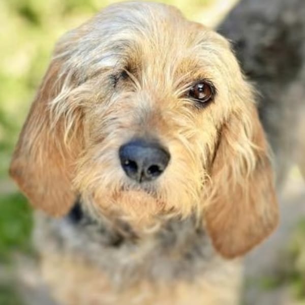 ROSIE — Griffon Nivernais