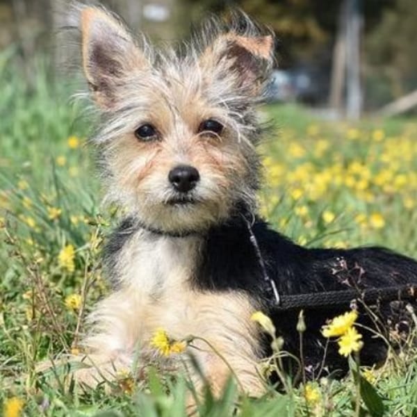 CLOCHETTE — Yorkshire Terrier