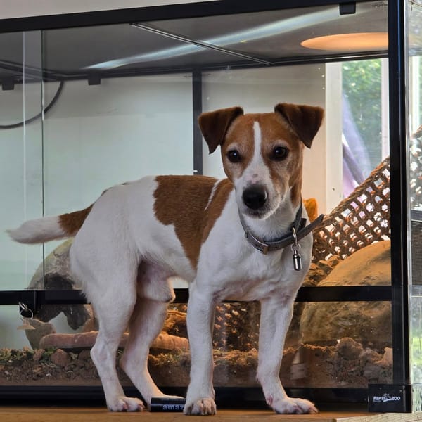 VALAK — Fox-terrier