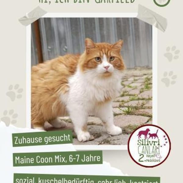 Garfield sucht ein Zuhause/Pflegestelle — Maine Coon