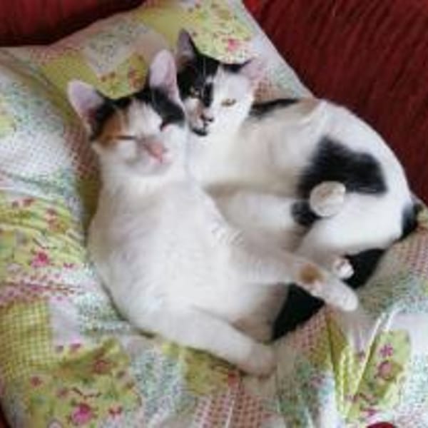 Katzen JEWEL+DIMA: Zuhause gesucht!!! — Europäisch Kurzhaar