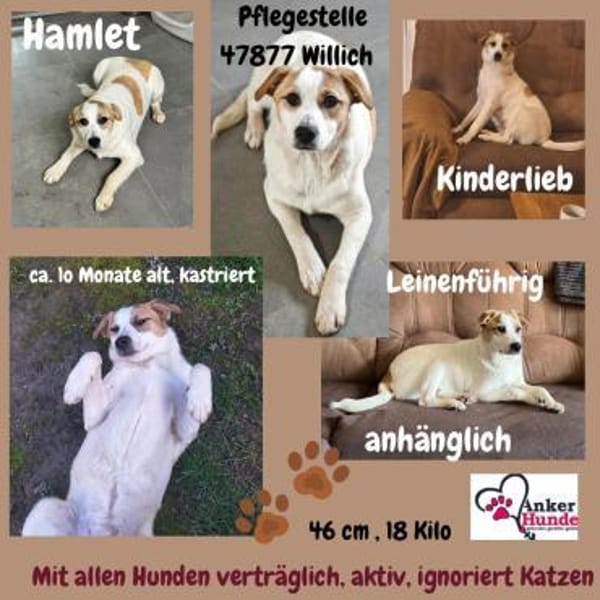 Hamlet sucht sein großes Glück 🐾 — Mischling