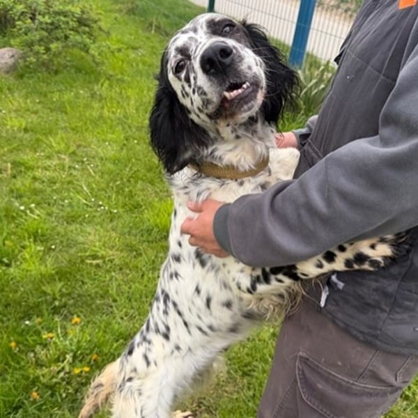 Susy — Setter Anglais