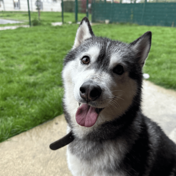 SWEETI — Husky De Sibérie