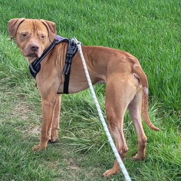 ROCKET VAA — Croisé / Autre