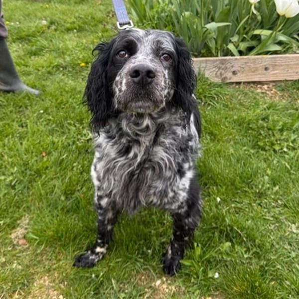 Lassy — Setter Anglais