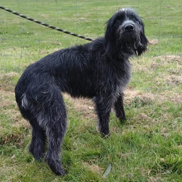 Pistache — Griffon