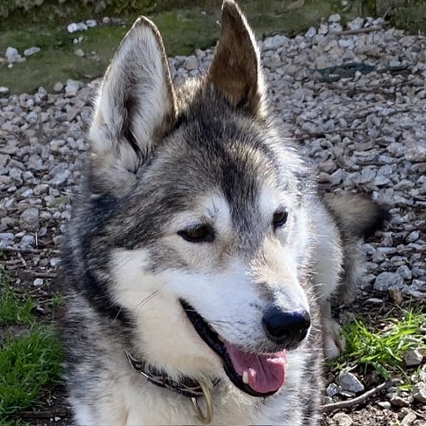 Wolf — Husky De Sibérie