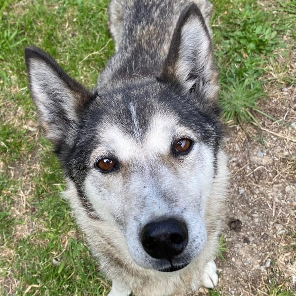 Kenza — Husky De Sibérie