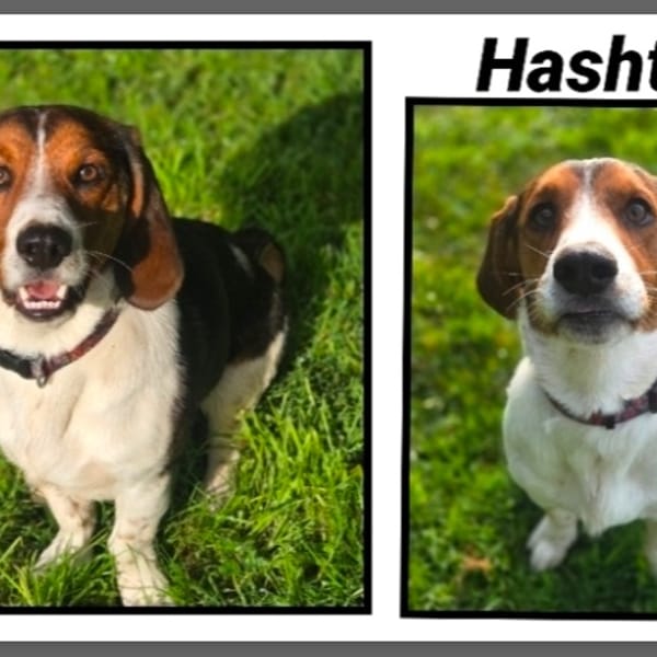 HASHTAG (Réservé) — Croisé / Autre