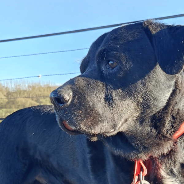 ELIOTT — Labrador Retriever