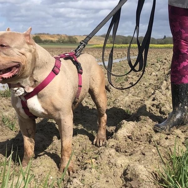 APOLLO VAA — American Bully