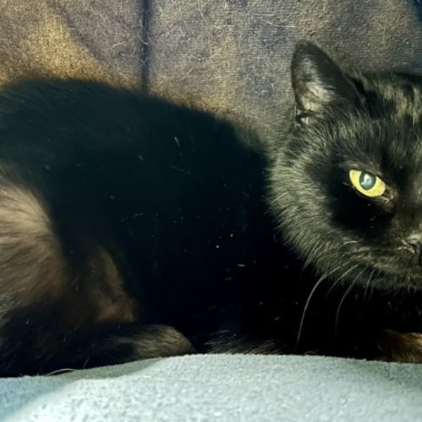 ONLYOU — Européen