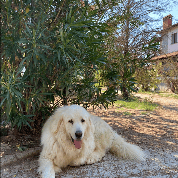 Mr White — Unknown