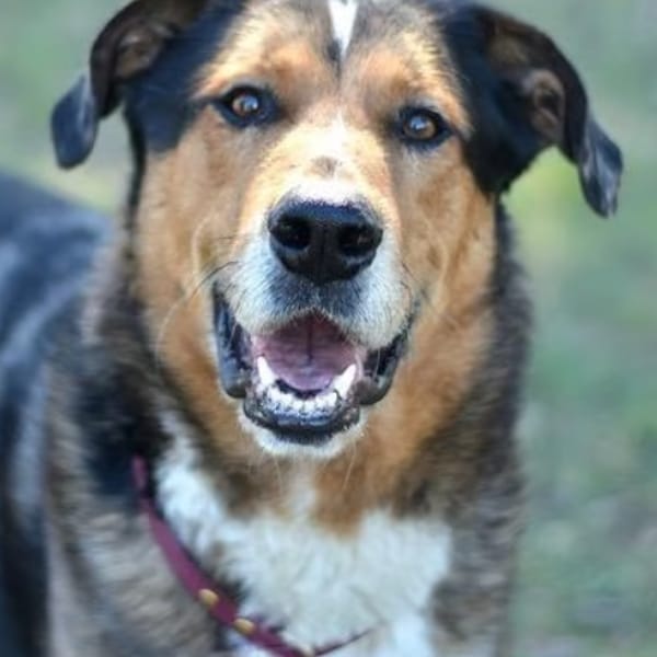 RADJAH — Beauceron