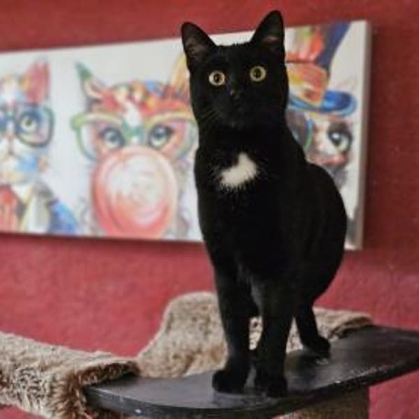 BRAHMS - geb. ca. 06/2024 - mk — Europäisch Kurzhaar