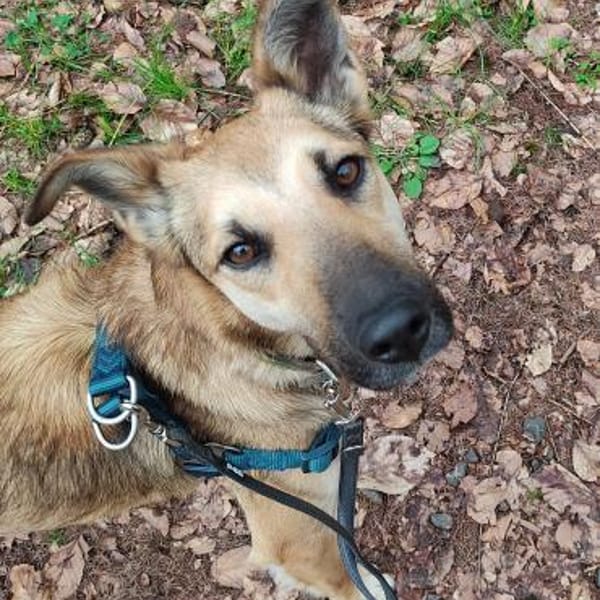 Traumhündin CINDY -> in Deutschland — Malinois - Schäferhund