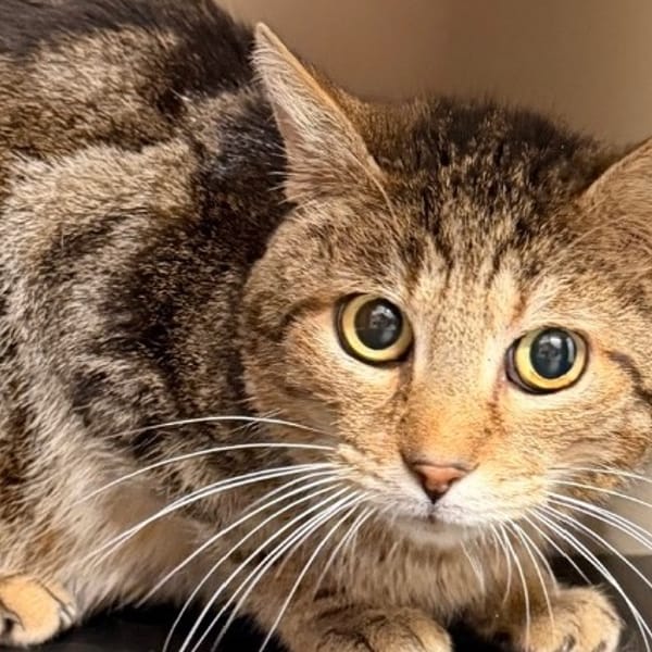 Woody CAB5384 — Européen