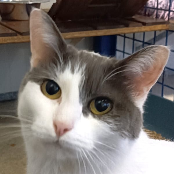 CHIPIE — Croisé / Autre