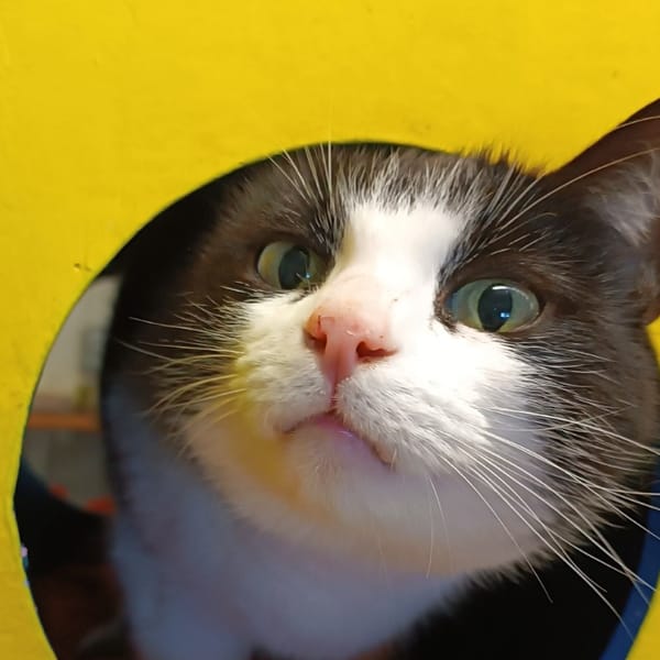 FRIPOUILLE — Croisé / Autre