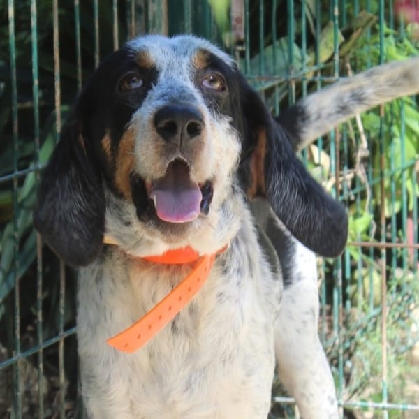 ARTHUR — Chien Courant