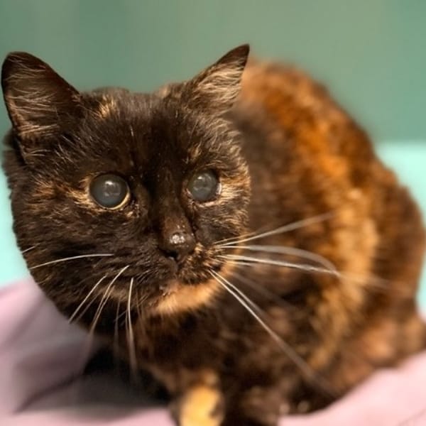 Maya CAB5359 BIS — Européen