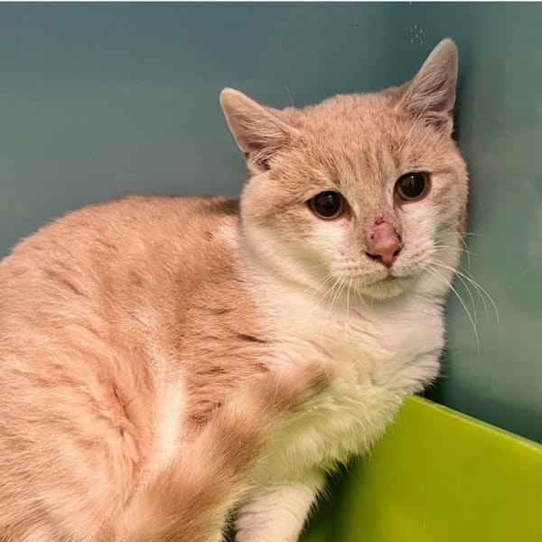 Popcorn — Croisé / Autre