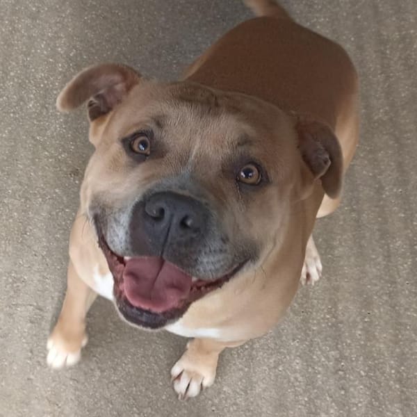 Tyson — American Staffordshire