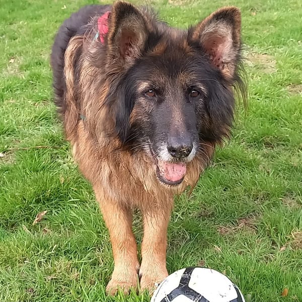 NINJA — Berger Allemand